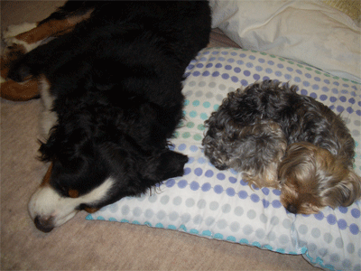 c0143711_21361757.gif