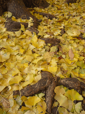 e0098223_9233759.gif