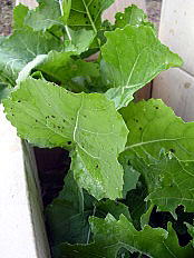 e0016836_1347149.jpg