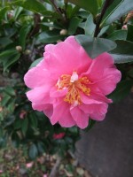e0080345_8373016.jpg