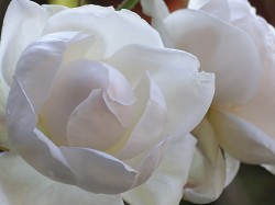 a0089450_23322545.jpg