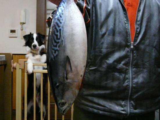 a0100564_20355527.jpg