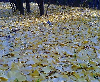 c0160387_2010423.jpg