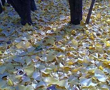 c0160387_20283969.jpg