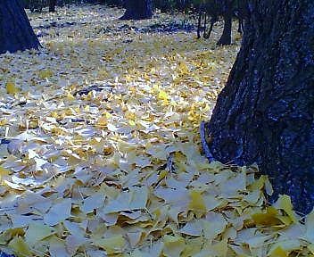 c0160387_20284777.jpg
