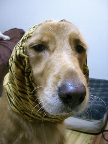 f0039538_224620.jpg