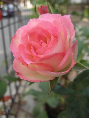 b0007944_16215934.jpg