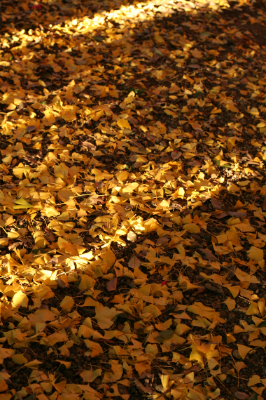 c0084097_631235.jpg