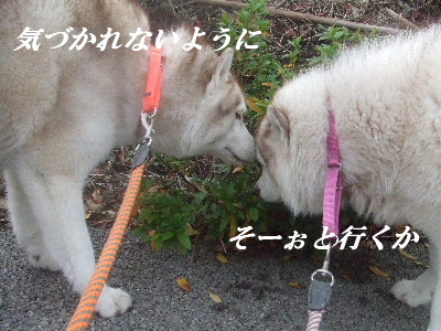 e0121548_20124233.jpg