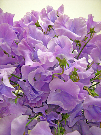 a0001354_21154829.jpg