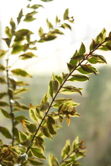 c0167576_6261323.gif