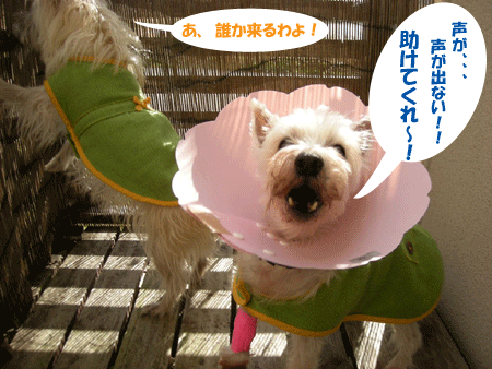 e0066883_2153749.gif