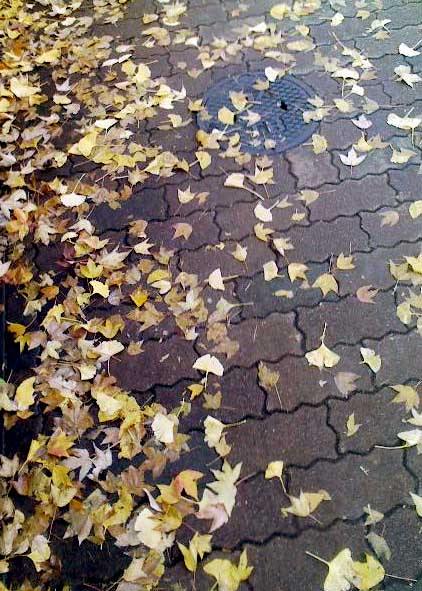 e0113306_2323878.jpg