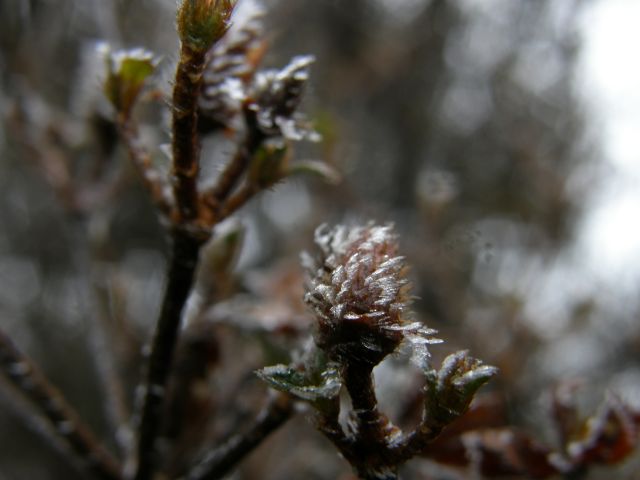 c0042869_19333981.jpg