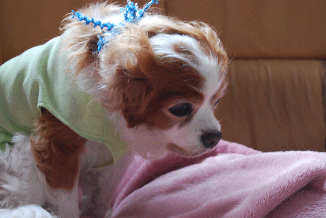 c0136838_1626535.gif