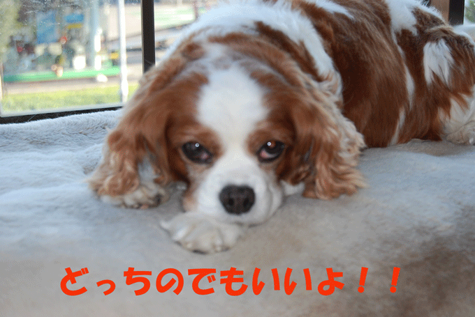 c0136838_17311586.gif