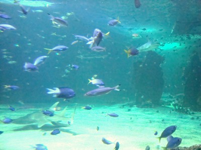 e0155643_593128.jpg