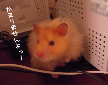 c0160473_123126.jpg