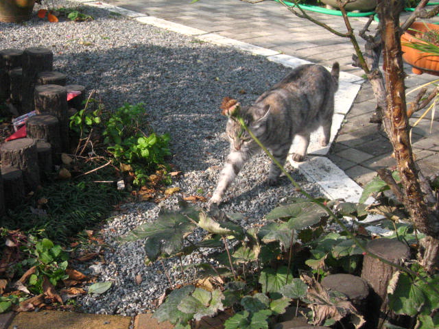 d0070473_1559490.jpg