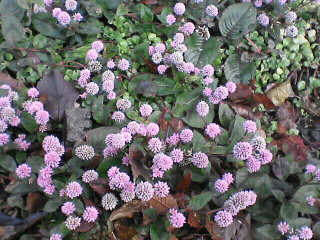 c0069380_110334.jpg