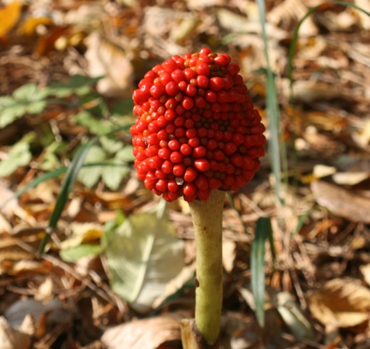 c0144185_2027103.jpg
