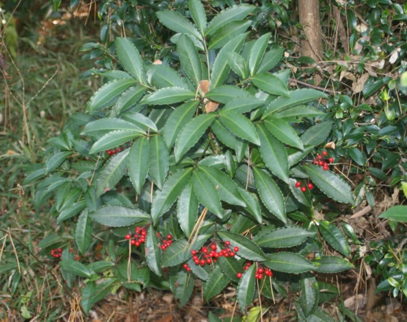 c0144185_203783.jpg