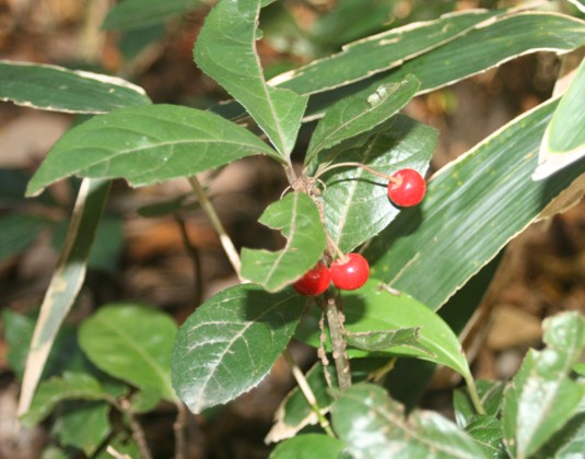 c0144185_20421269.jpg