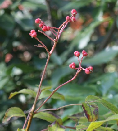 c0144185_2048899.jpg