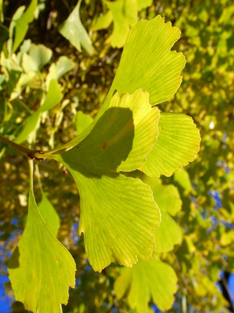 c0071611_17191873.jpg