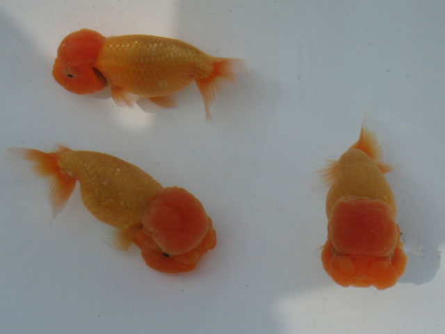 c0162817_20443710.jpg