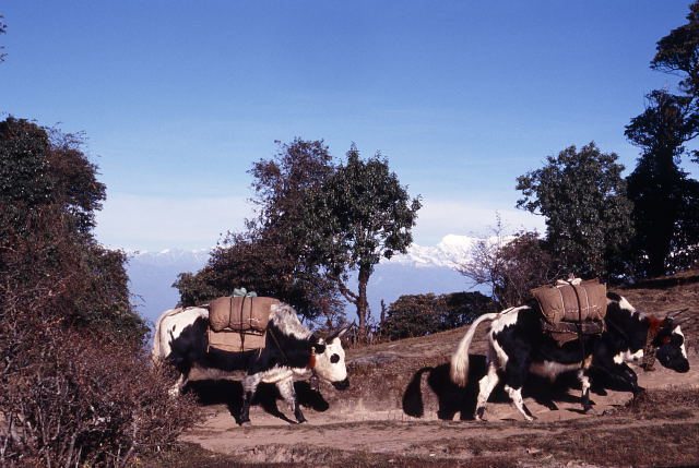 d0091834_1057482.jpg