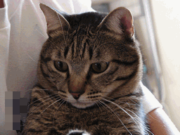 c0136736_18324299.gif
