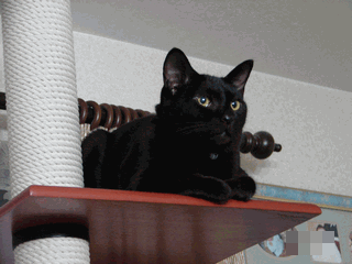 c0136736_18403888.gif