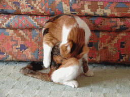 c0136736_1846165.gif