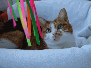 c0136736_18474072.gif