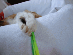 c0136736_1848357.gif