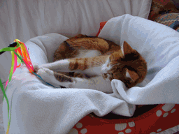 c0136736_1848911.gif