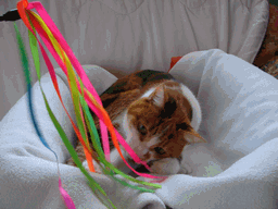 c0136736_185075.gif