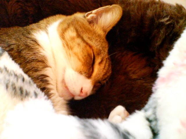 f0077595_18334260.jpg
