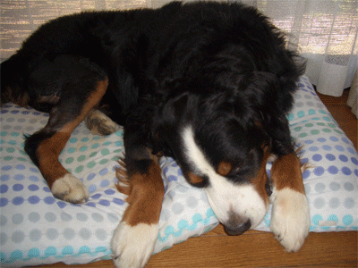 c0143711_2033554.gif