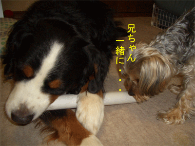 c0143711_2054657.gif