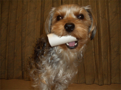 c0143711_2165283.gif