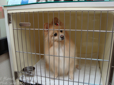 b0075318_11223776.gif