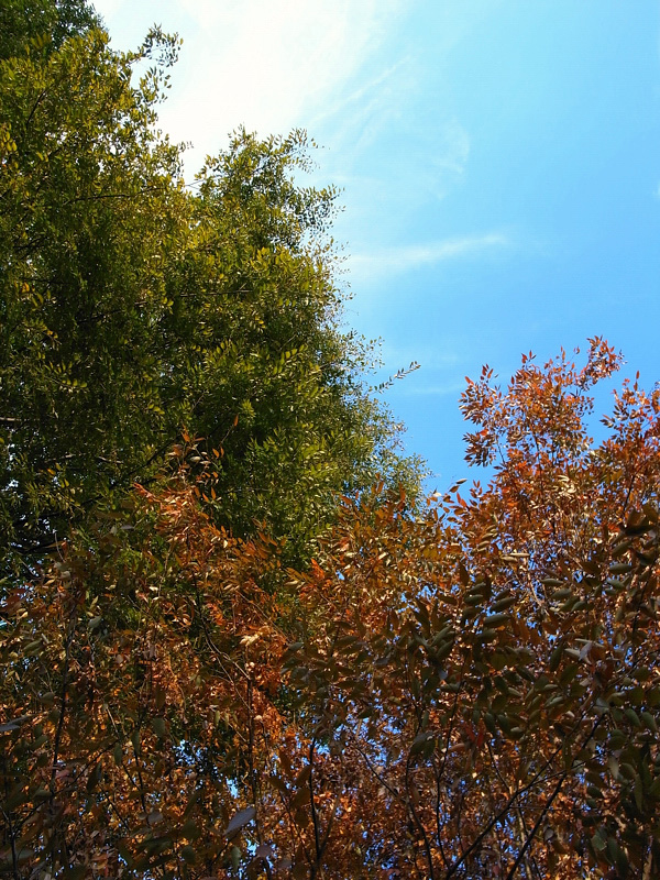 e0135024_1132092.jpg