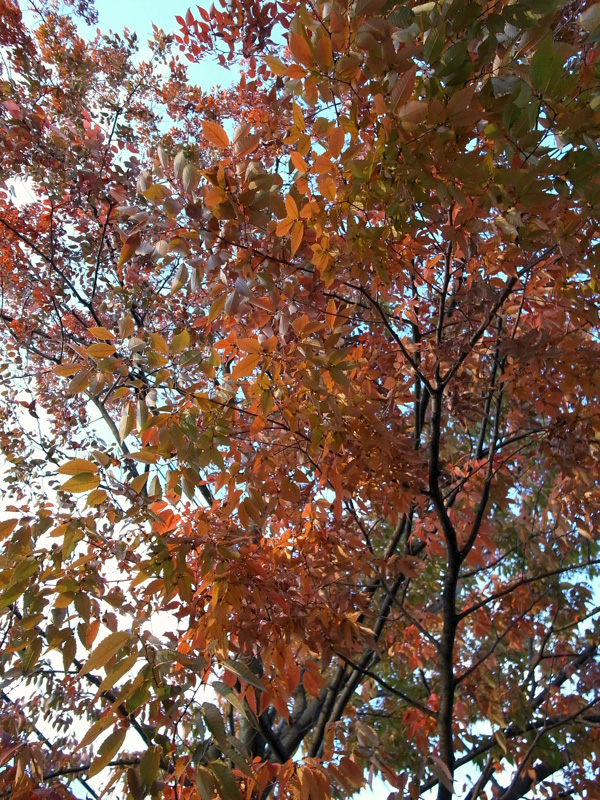 e0135024_11322191.jpg