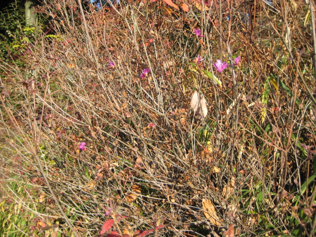 f0009128_14453768.jpg