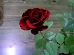 c0113438_15302114.jpg
