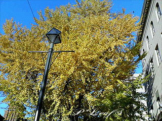 c0176651_18525487.gif