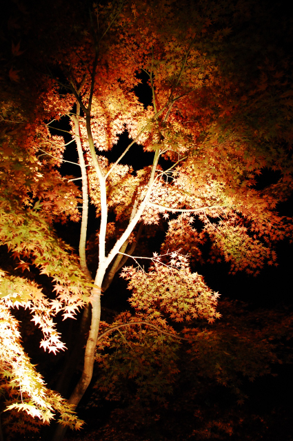 f0176458_16555428.jpg