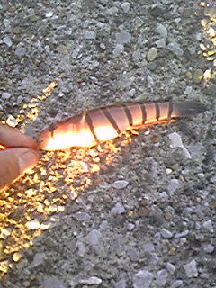 f0191888_13513129.jpg